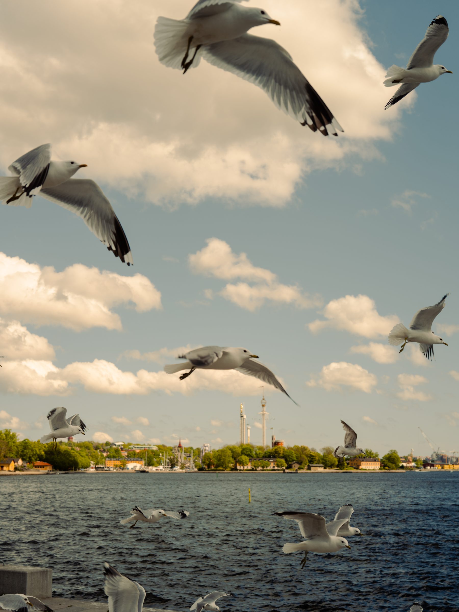 Featured photograph — gulls over Stockholm