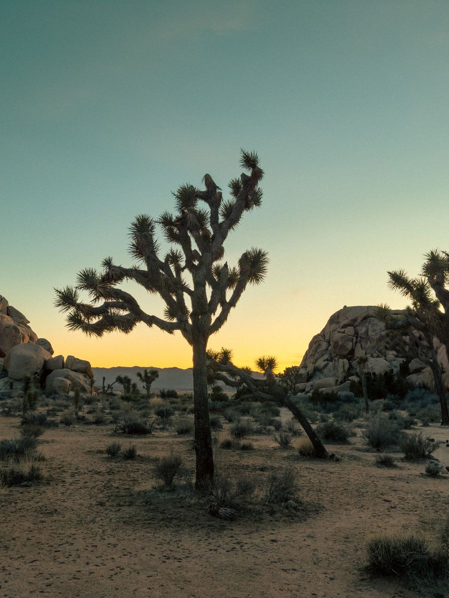 Joshua trees at dusk in the desert