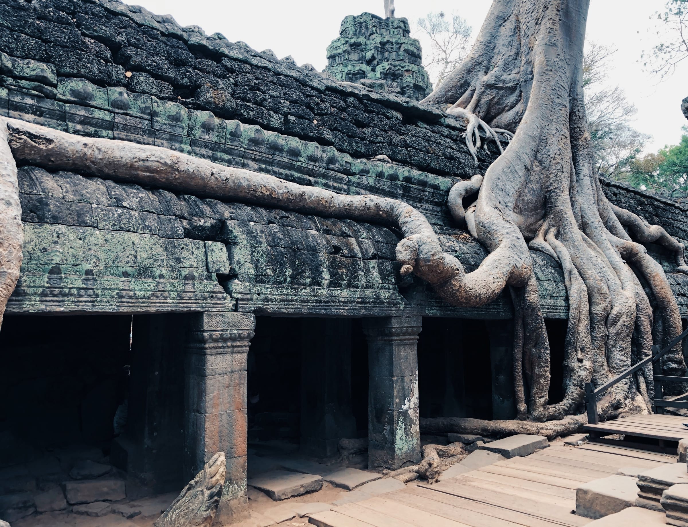 Tree roots draped over the stone galleries of Ta Prohm